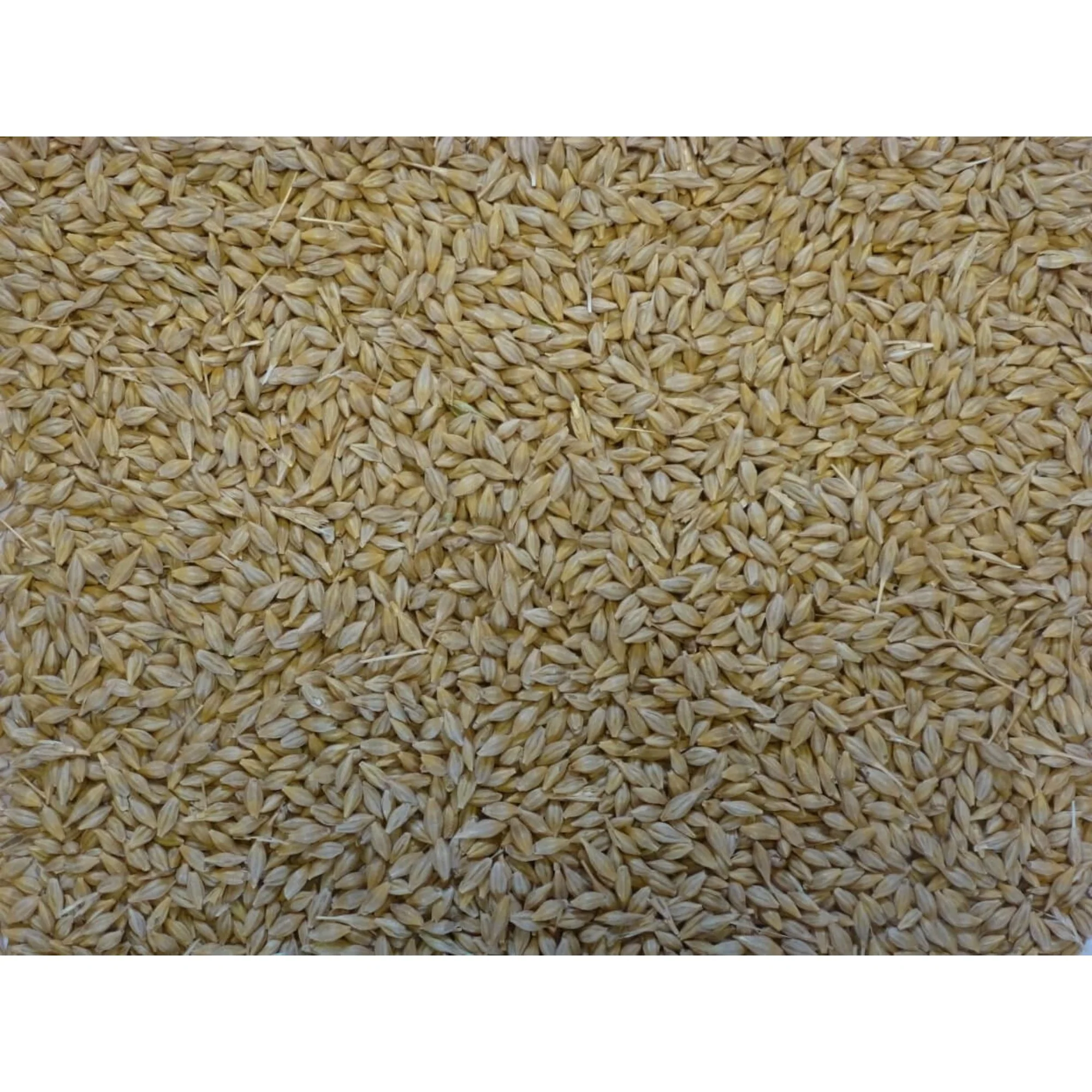 Friendship Estates Whole Barley 20kg - Image 2