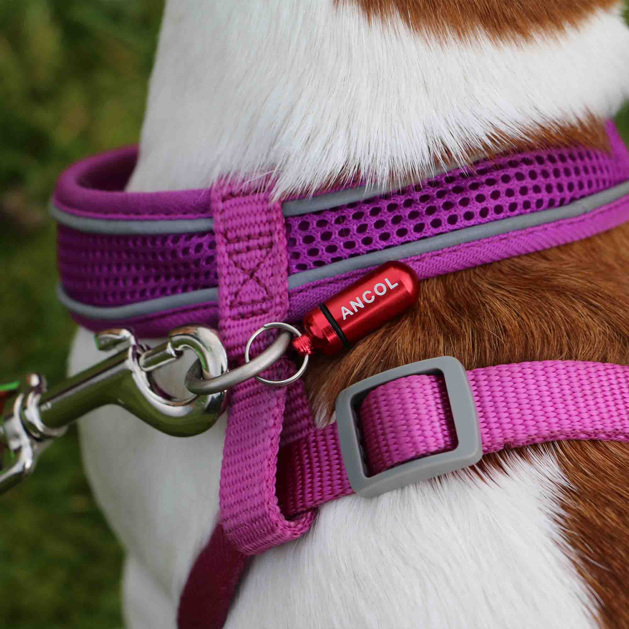 Ancol Aluminium Dog ID Tube – Lightweight Collar ID Tag for Dogs x 12 - Image 2