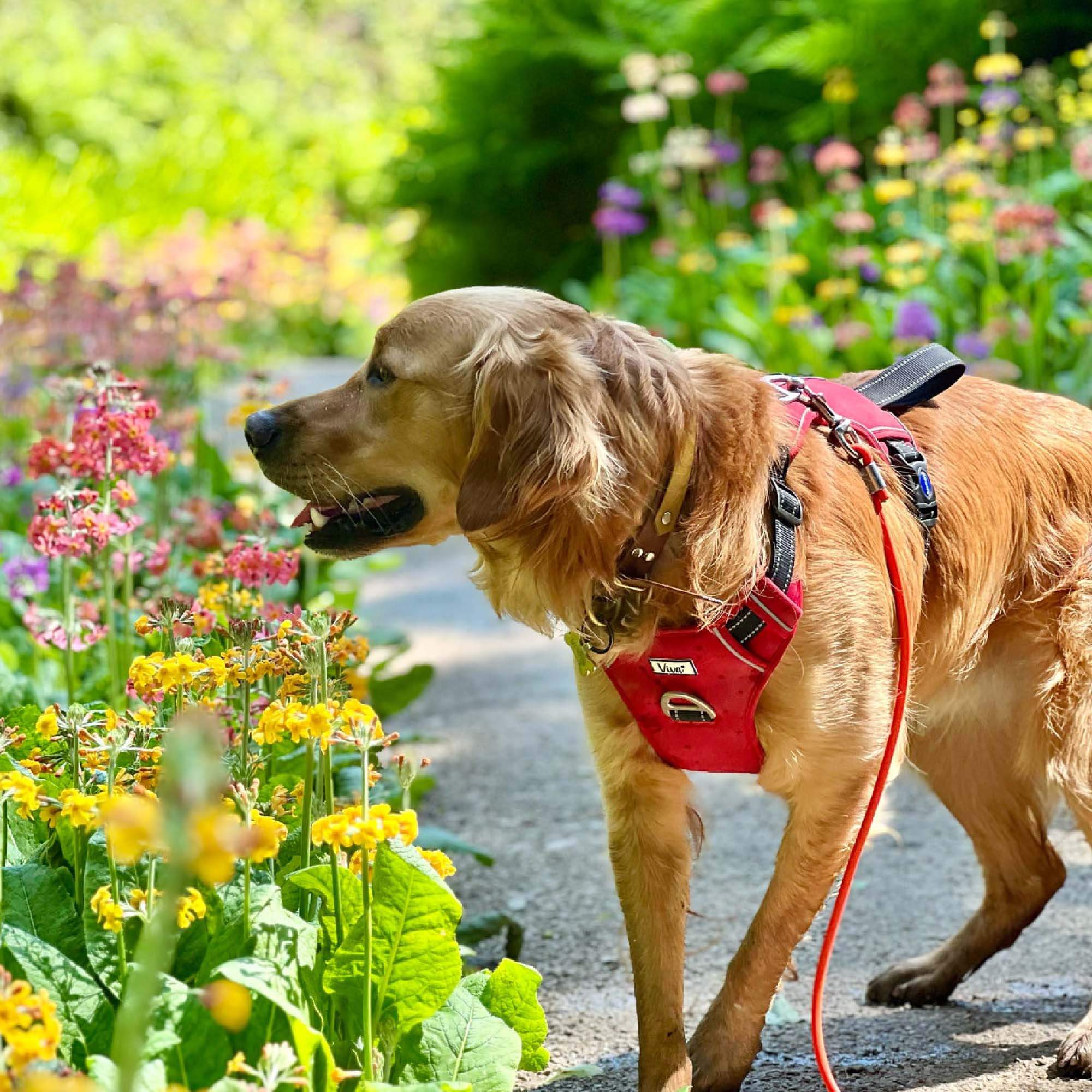 Ancol Viva Exercise & Travel Dog Harness - Image 8