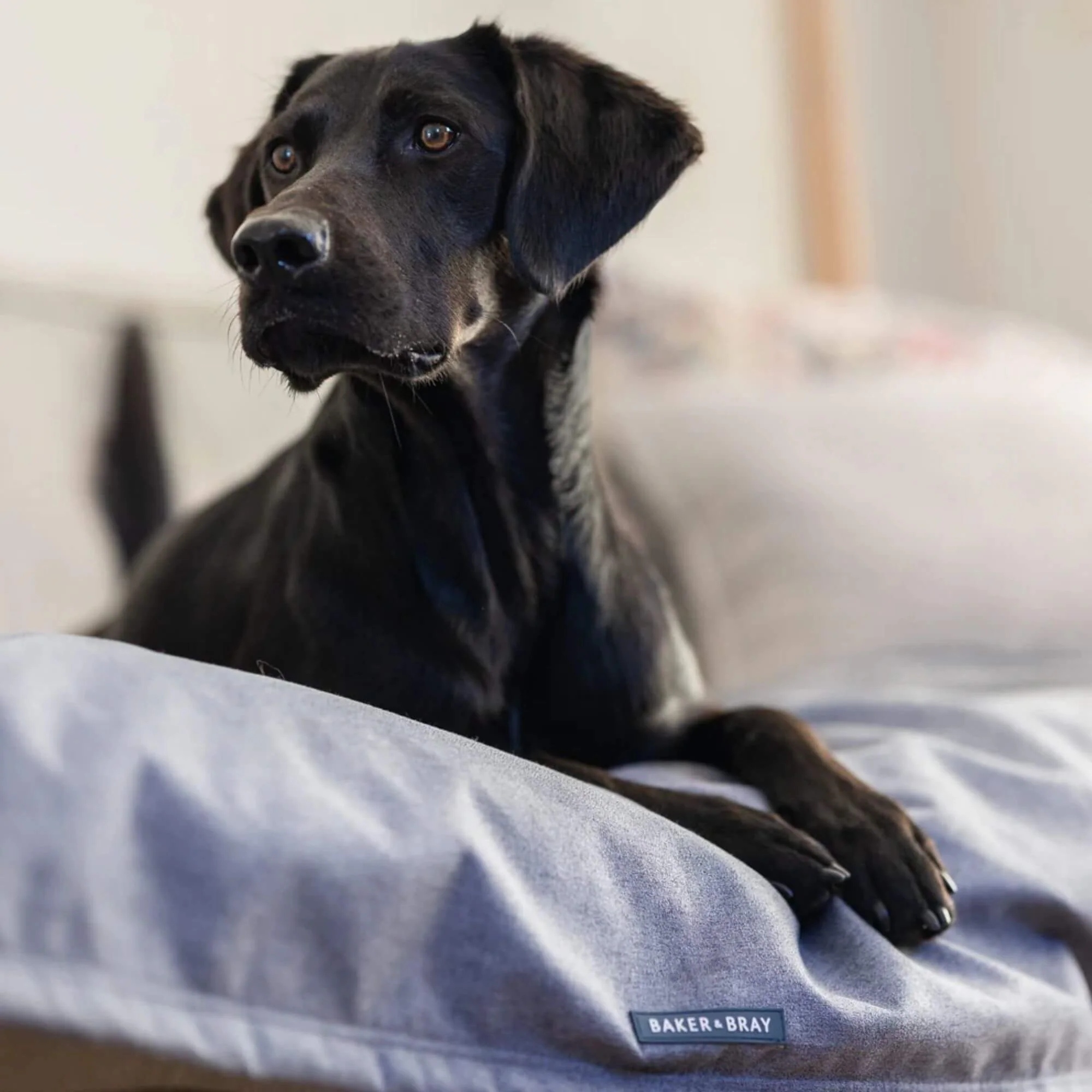 Baker & Bray Luxury Temperature Regulating Throw Dog Blanket - Image 5