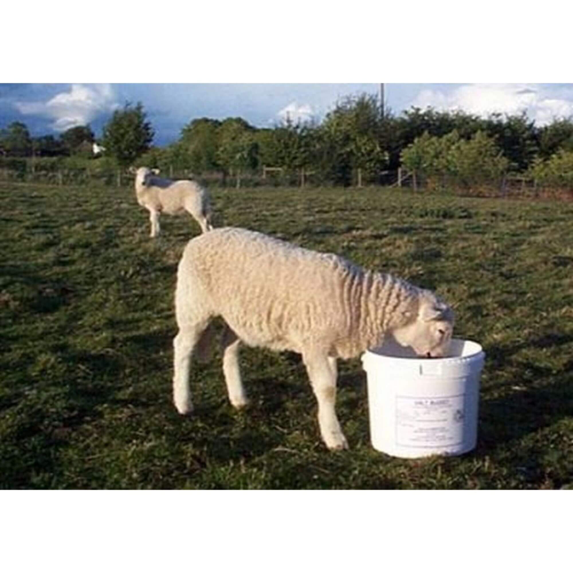 Dallas Keith Sheep Molamin Bucket 20kg - Image 2
