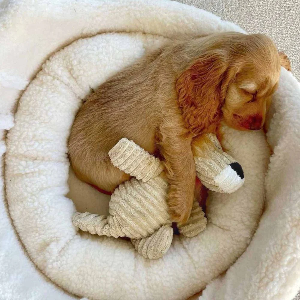 Danish Design My First Bed - Puppy Bed - Image 3