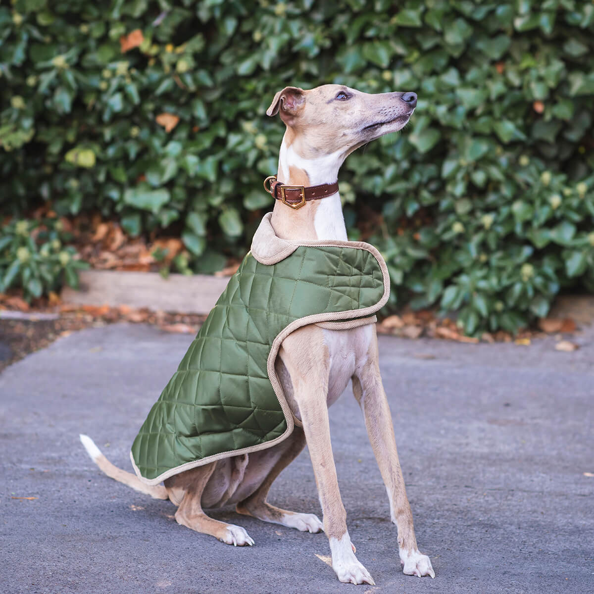 Danish Design Quilted Dog Coat - Image 6