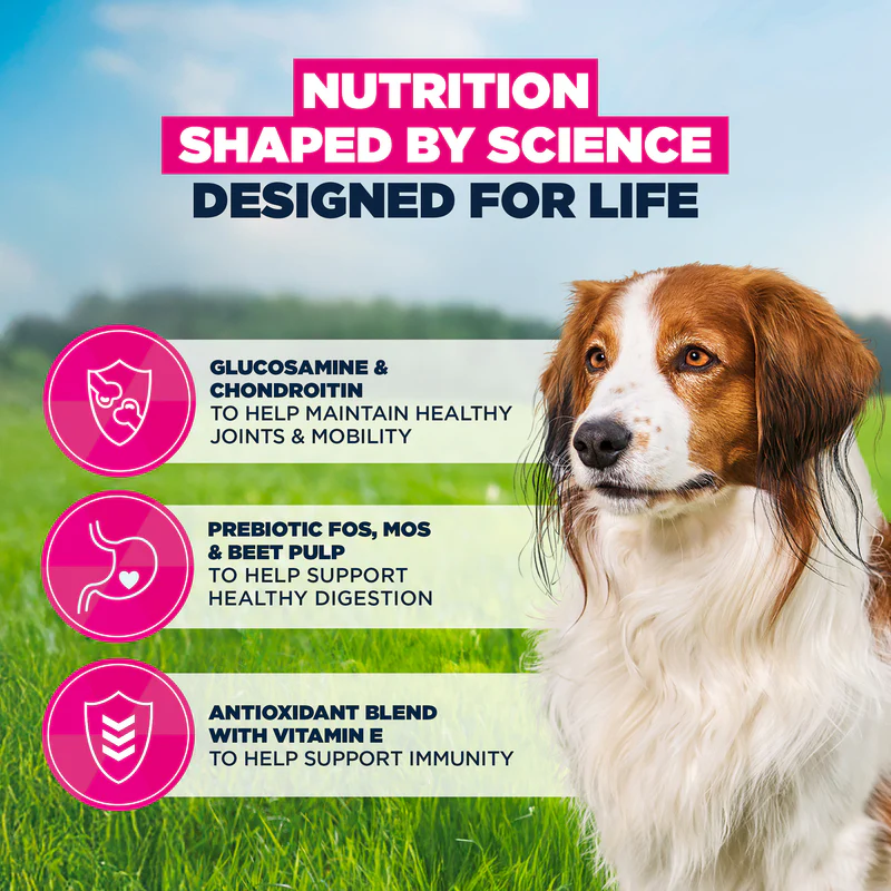 Eukanuba Senior Small & Medium Breed Dog Food Lamb & Rice 12kg - Image 2
