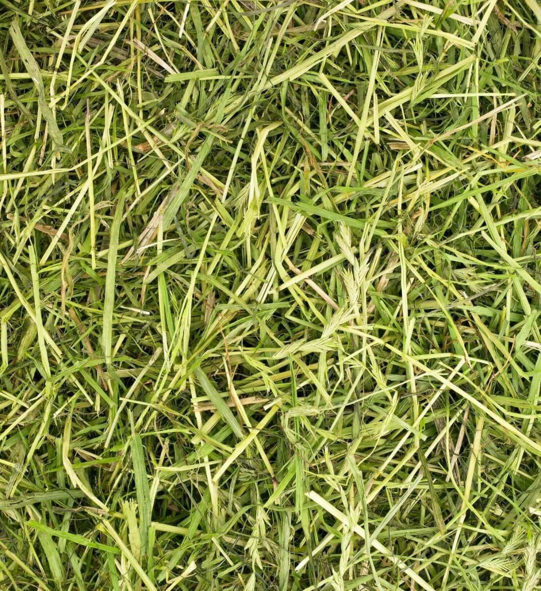 Friendly Readigrass Small Animal Feed 4 x 1kg - Image 2