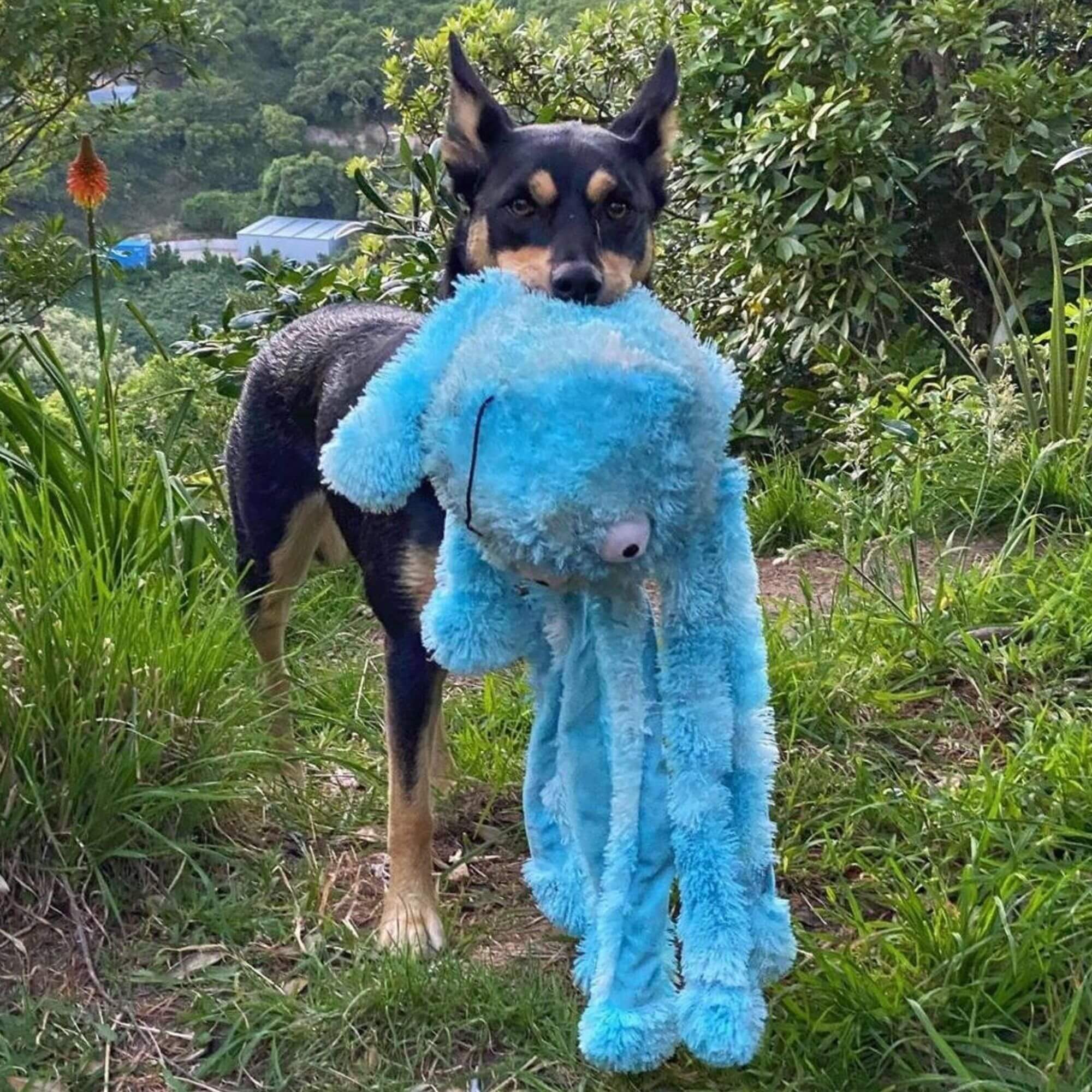 Gor Hugs Reef Octopus Dog Toy - Image 3