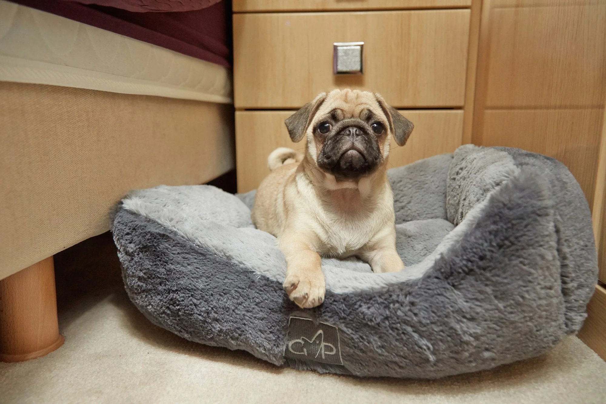 Gor Pets Dream Slumber Dog Bed - Image 3