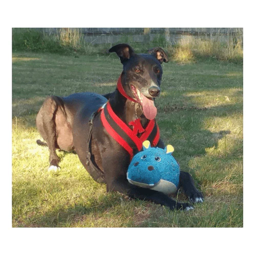 Gor Pets Hugs Softball Grunter Dog Toy - Image 7