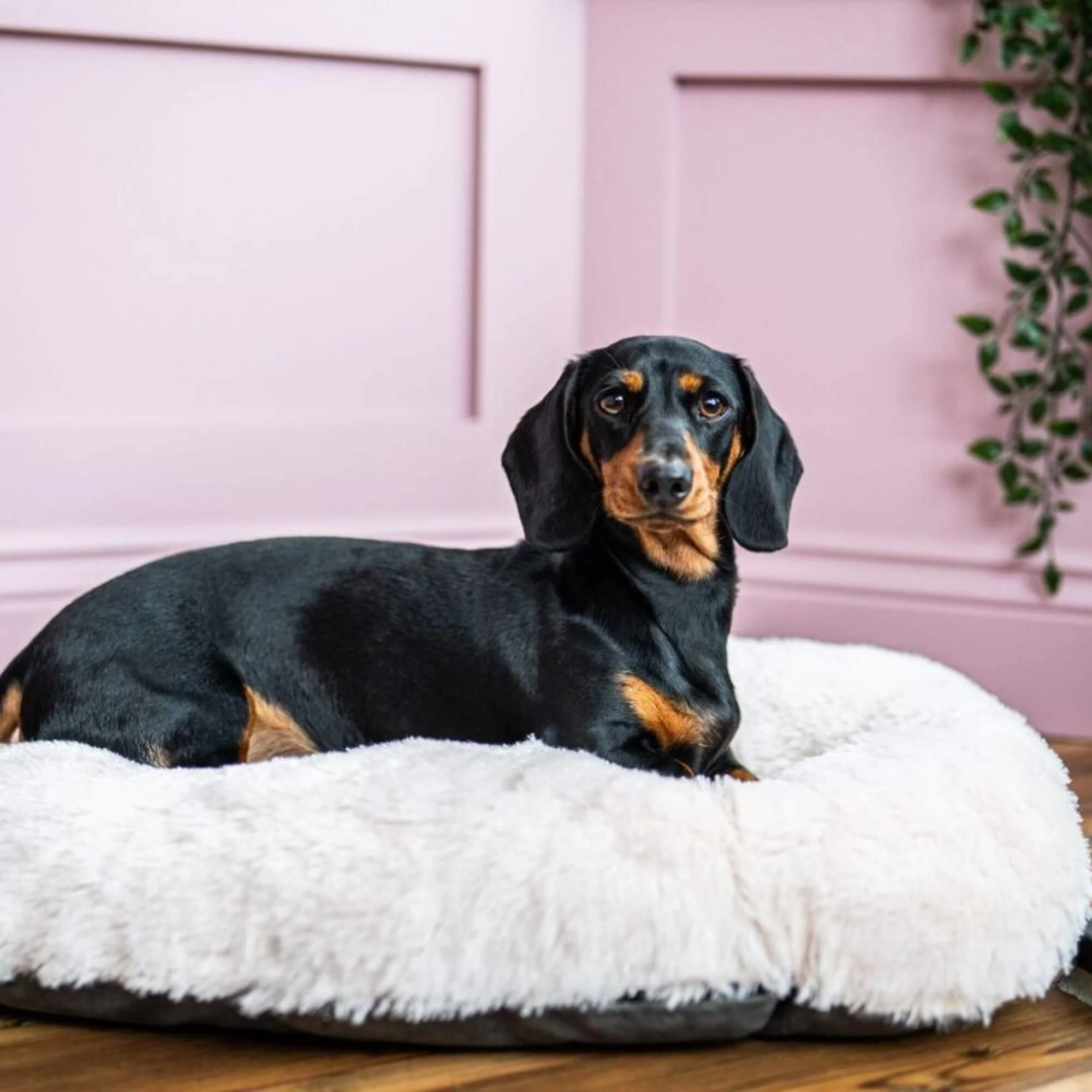 Gor Pets Nordic Oval Cushion Dog Bed - Image 4