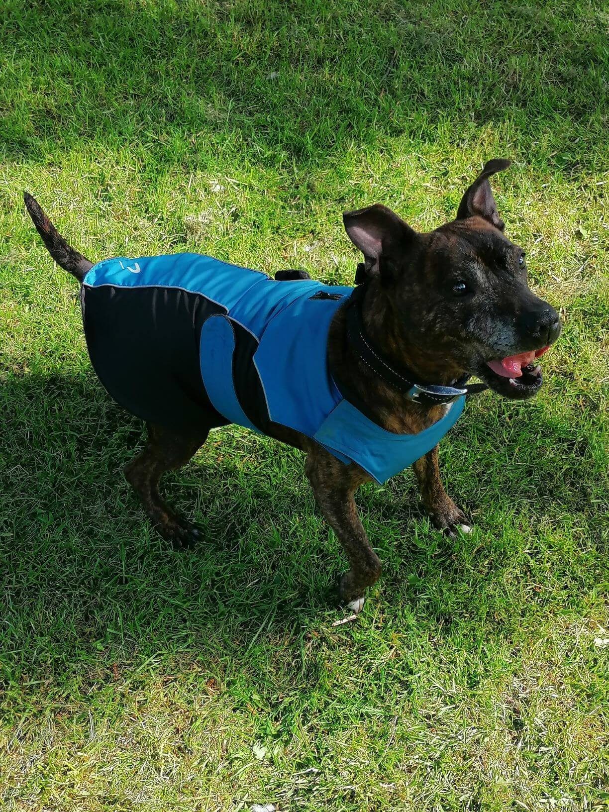 Gor Pets Wrapid Water Resistant Dog Coat - Image 5