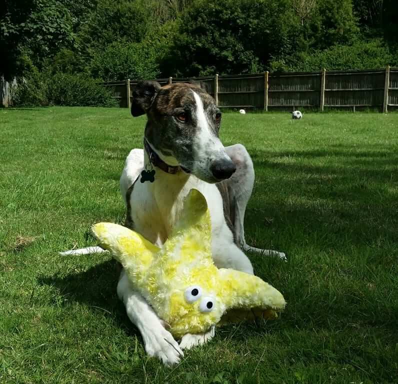 Gor Reef Star Fish Dog Toy - Image 5