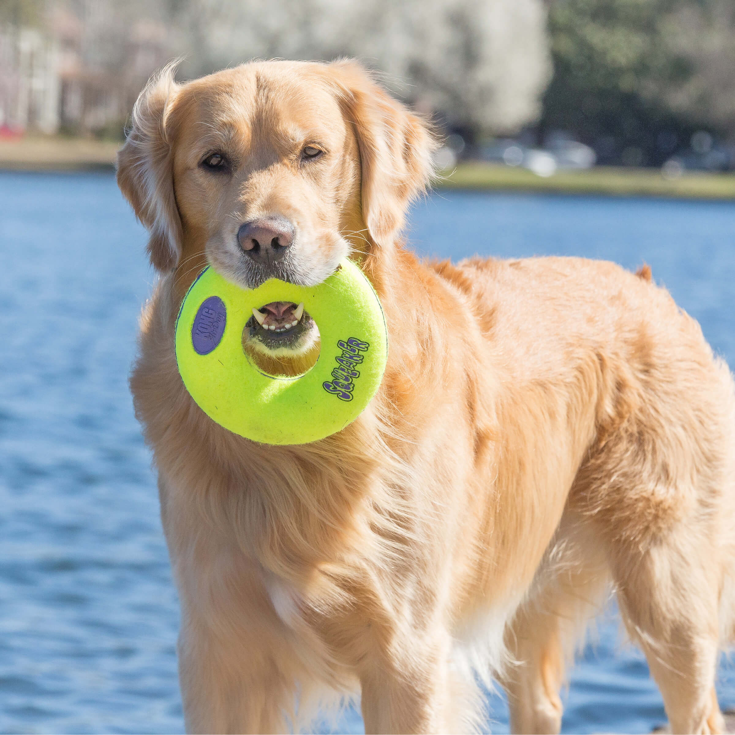 KONG Air Squeaker Donut - Image 4