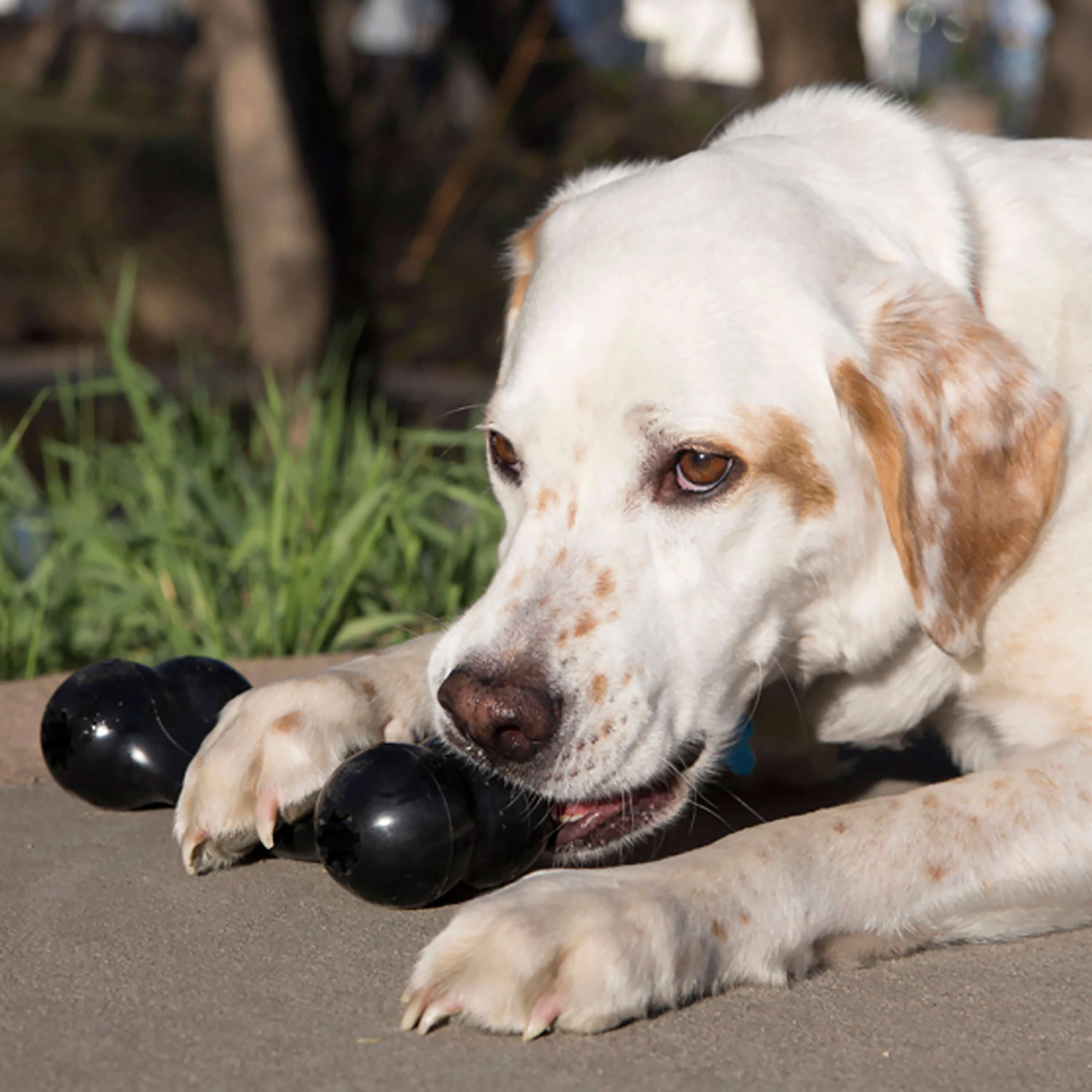 KONG Extreme Goodie Bone