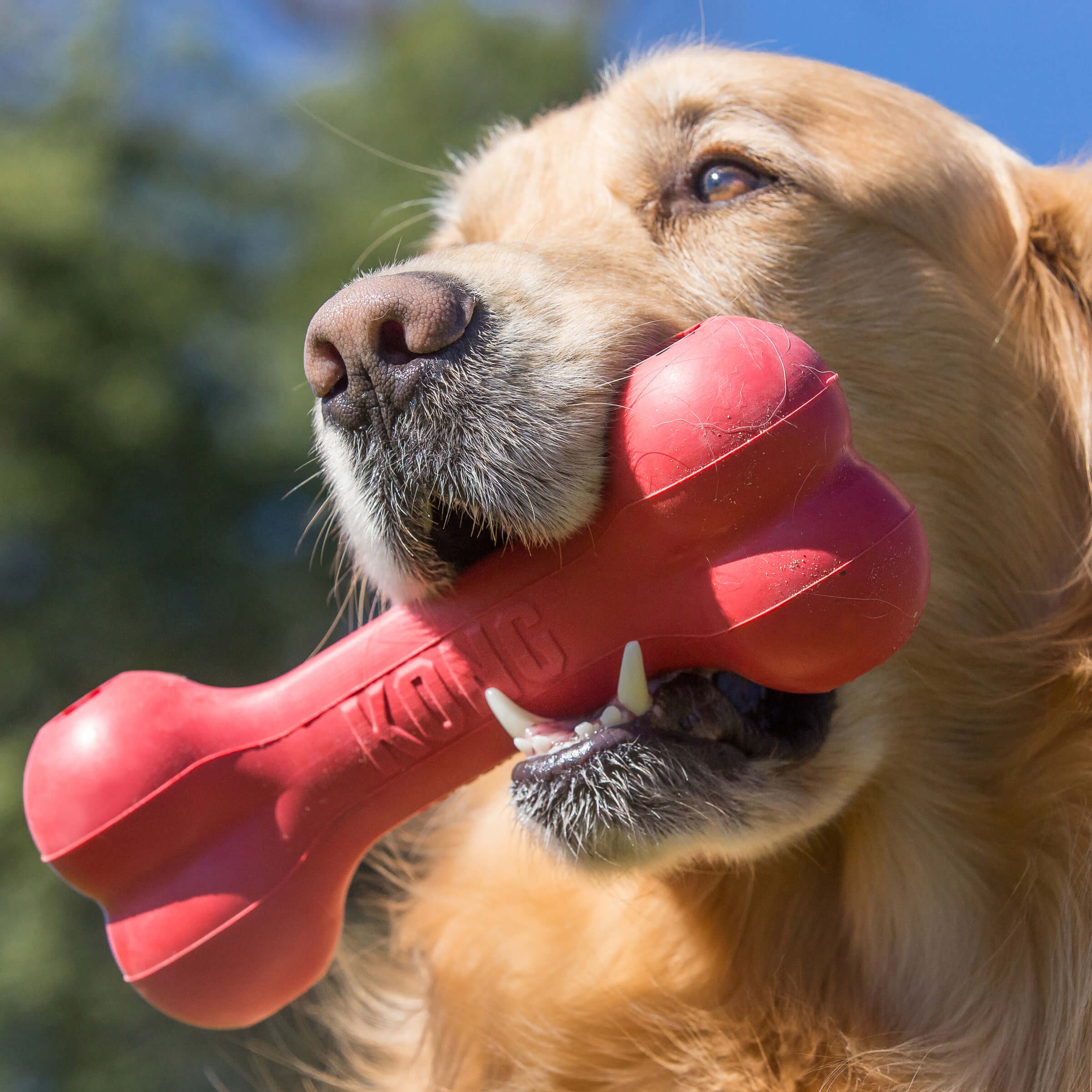 KONG Goodie Bone - Image 2