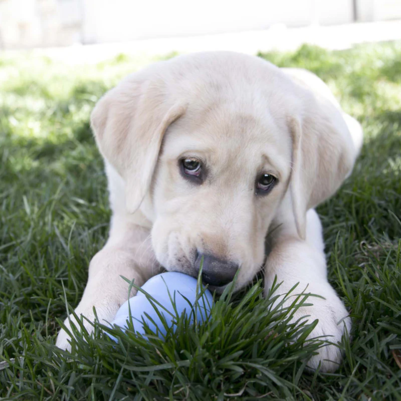KONG Puppy - Image 4