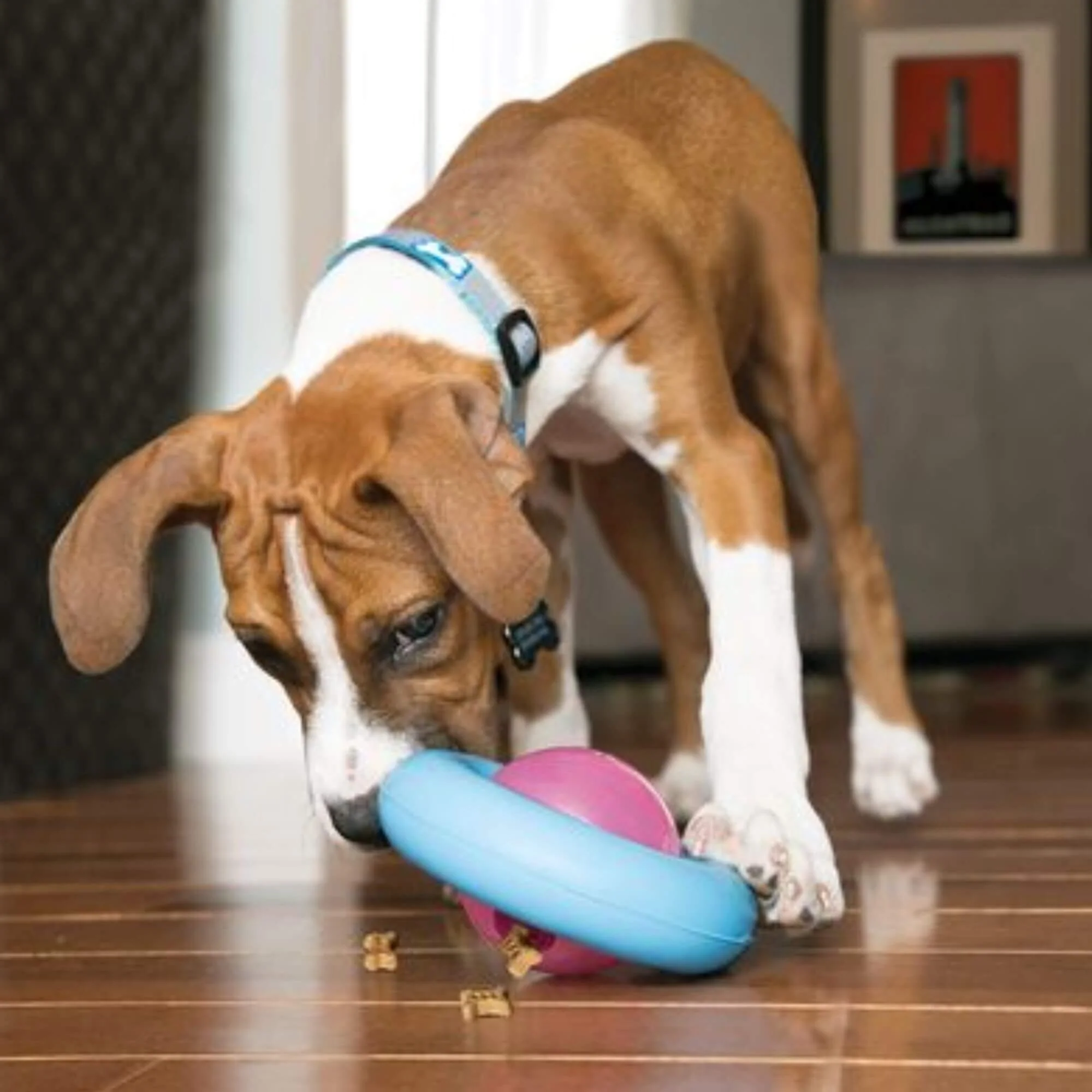 KONG Gyro Puppy - Image 2
