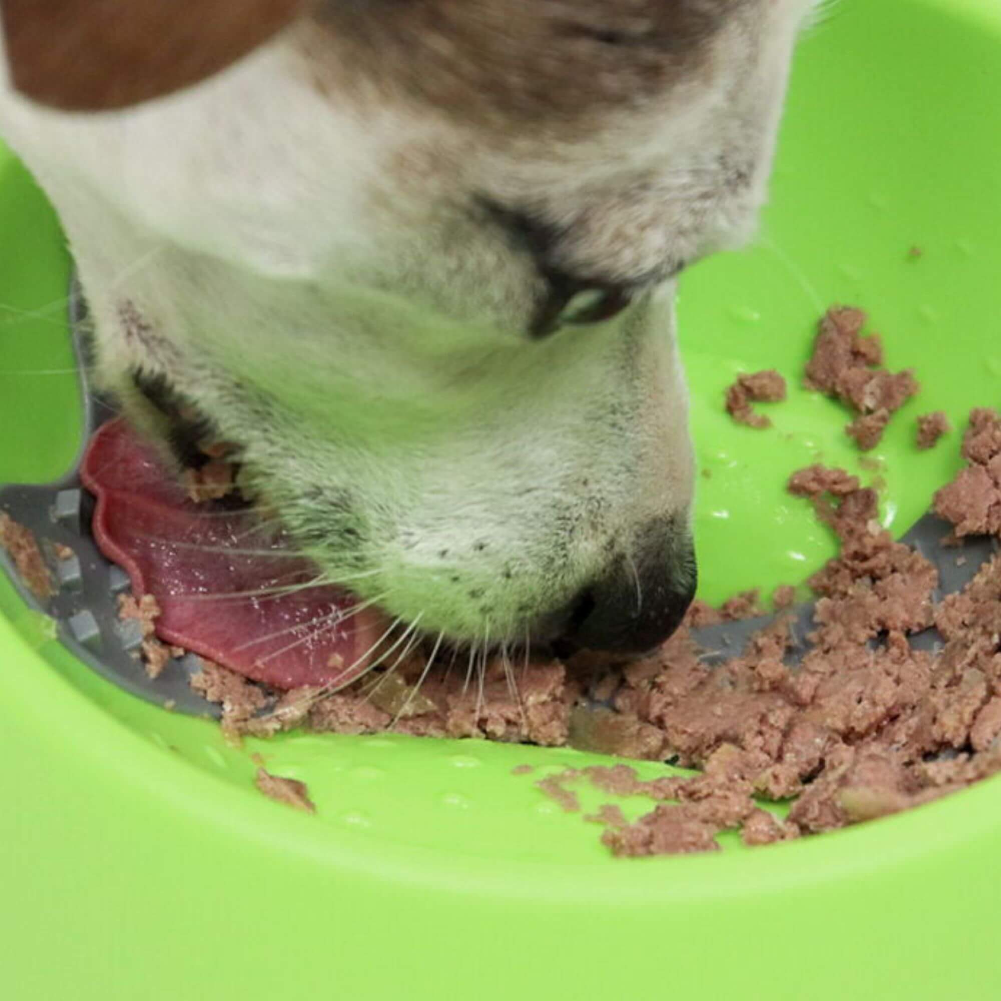 Lickimat OH Dog Bowl for Dogs - Image 6