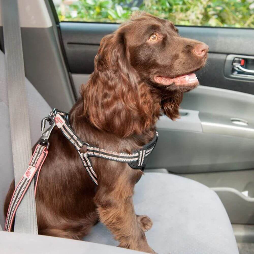 Long Paws Comfort Short Safety Belt / Close Control Lead - Image 6