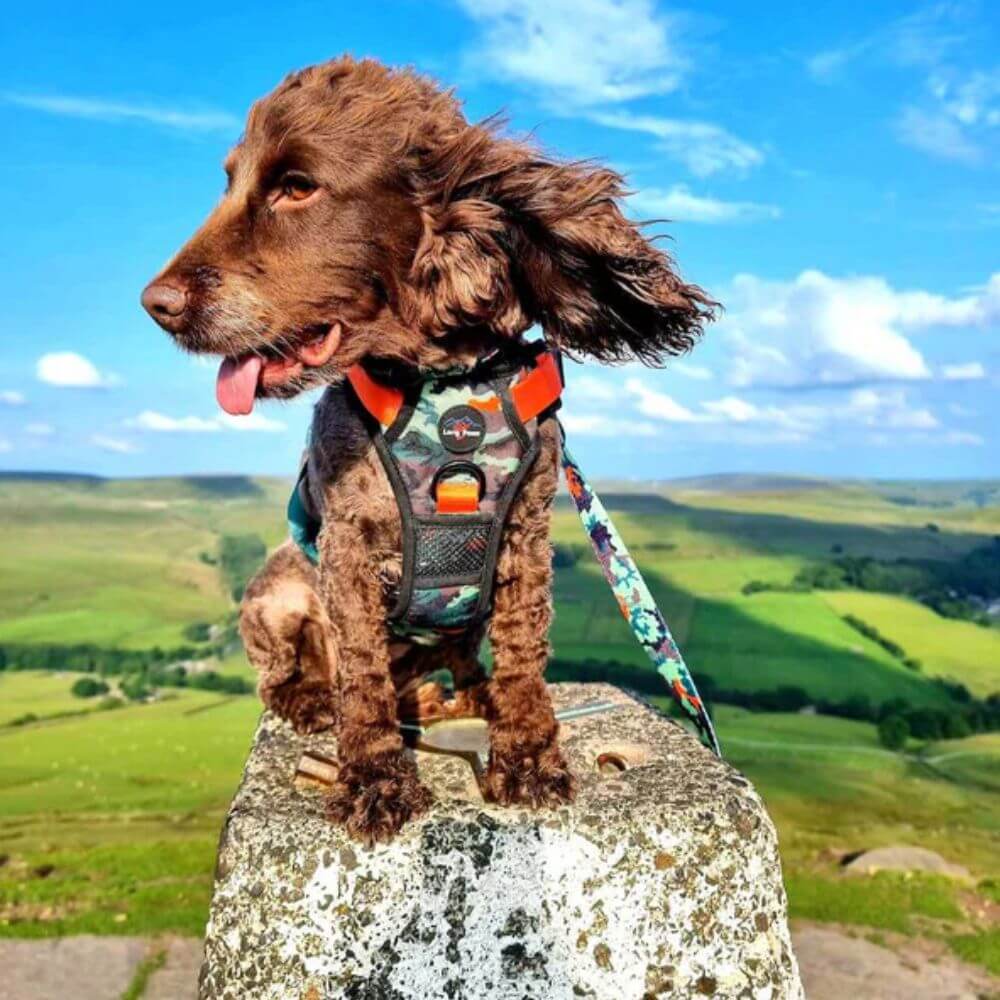 Long Paws Earth Friendly Trig Point Dog Harness - Image 2