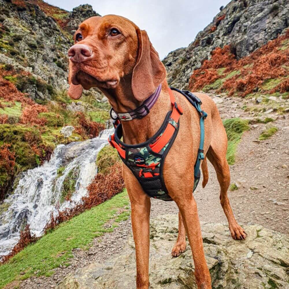 Long Paws Earth Friendly Trig Point Dog Harness - Image 4