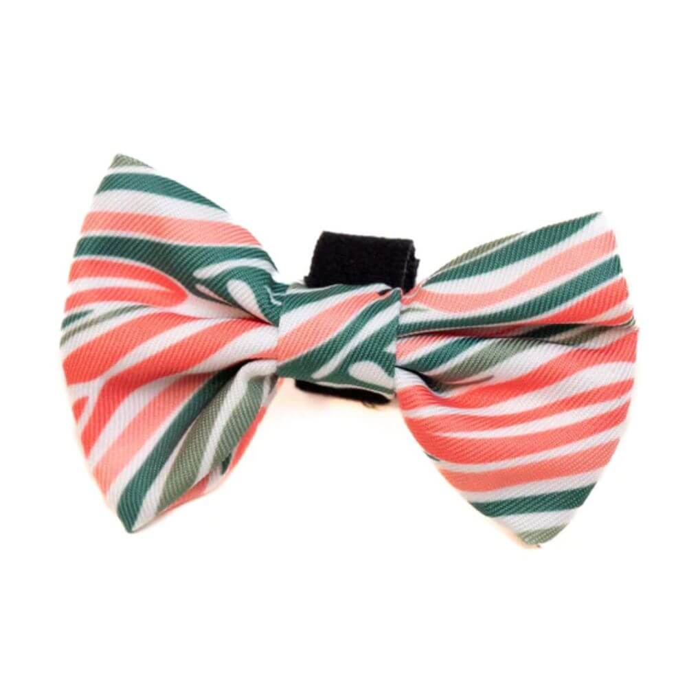 Long Paws Funk The Dog Bow Tie in Pink Green Zebra