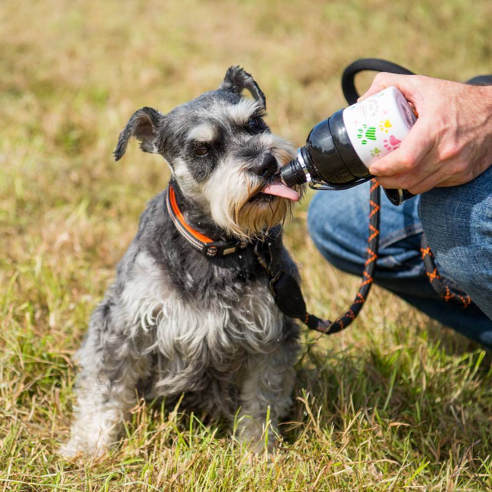 Long Paws Lick & Flow Pet Water Bottle - Image 14
