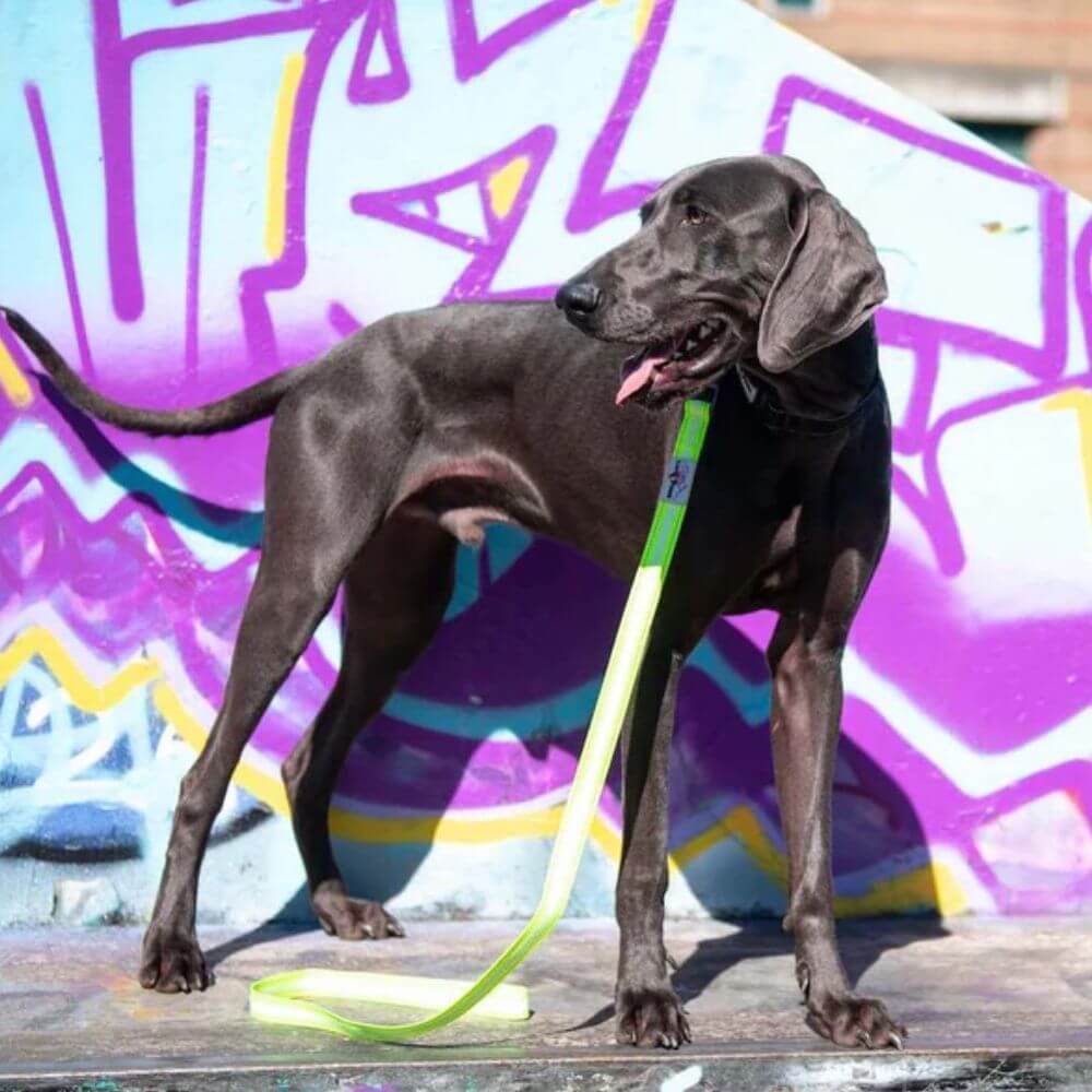 Long Paws Neon Collar & Reflective Training Lead Dog Walking Set - Image 2