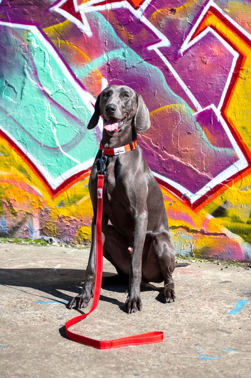 Long Paws Urban Trek Reflective Dog Lead - Image 5