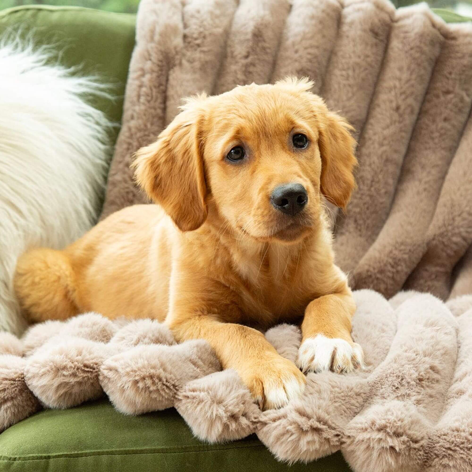 Scruffs Aspen Faux Fur Pet Blanket - Image 7