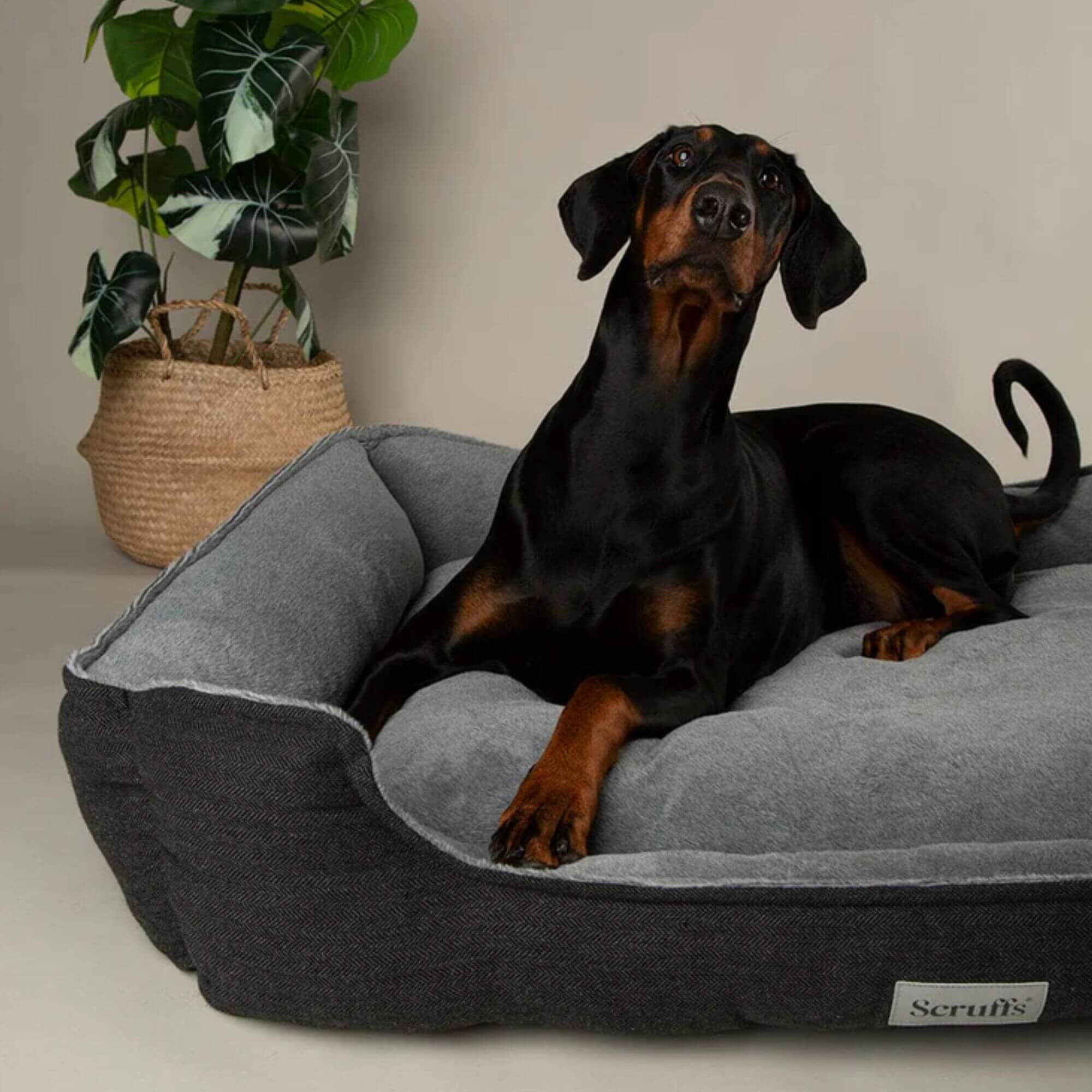 Scruffs Harvard Memory Foam Dog Box Bed - Image 7